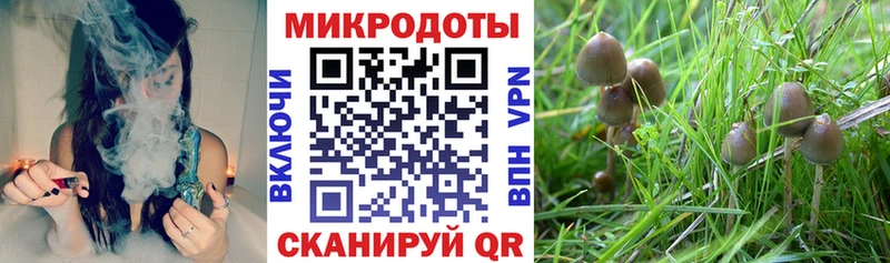 хочу наркоту  Киров  Галлюциногенные грибы Psilocybe 